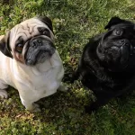 pugs